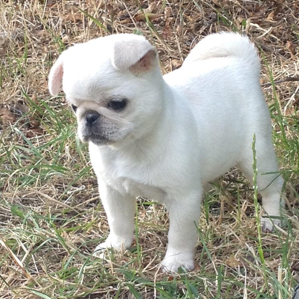 pure white pug
