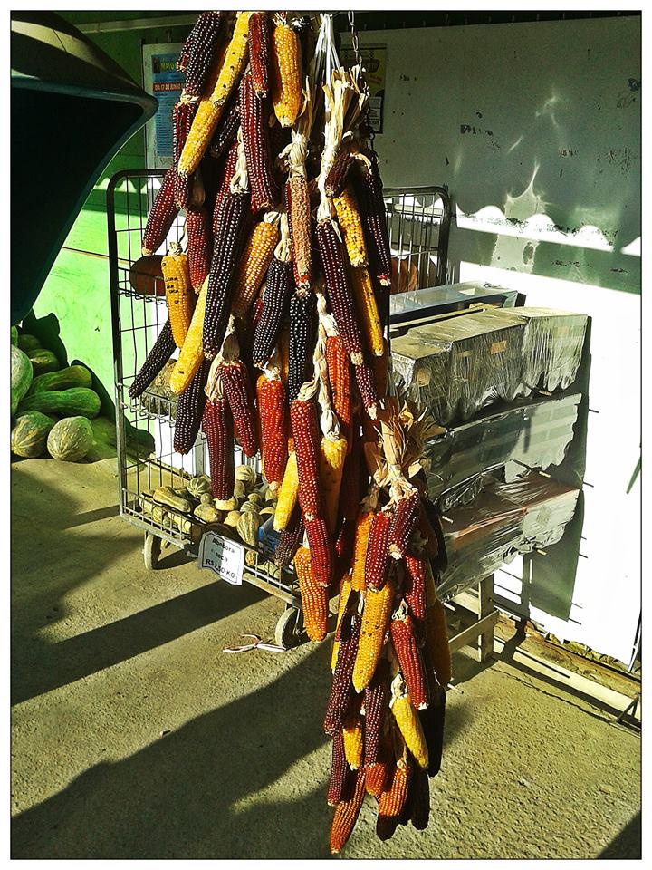 dco_83's tweet photo. Natural corn in Brazil. Long live biodiversity, down with GMO. http://t.co/pz0jFQA4j4