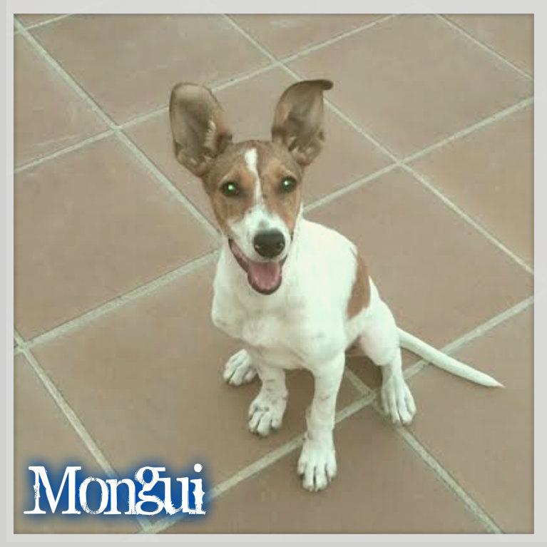 REFUGIOLACANDEL's tweet photo. #MONGUI solo tiene 4 meses!Llego infestada de hongos de la FINCA DE LOS HORRORES,ya esta muy BIEN! @perezreverte http://t.co/B1XBIdSZFU