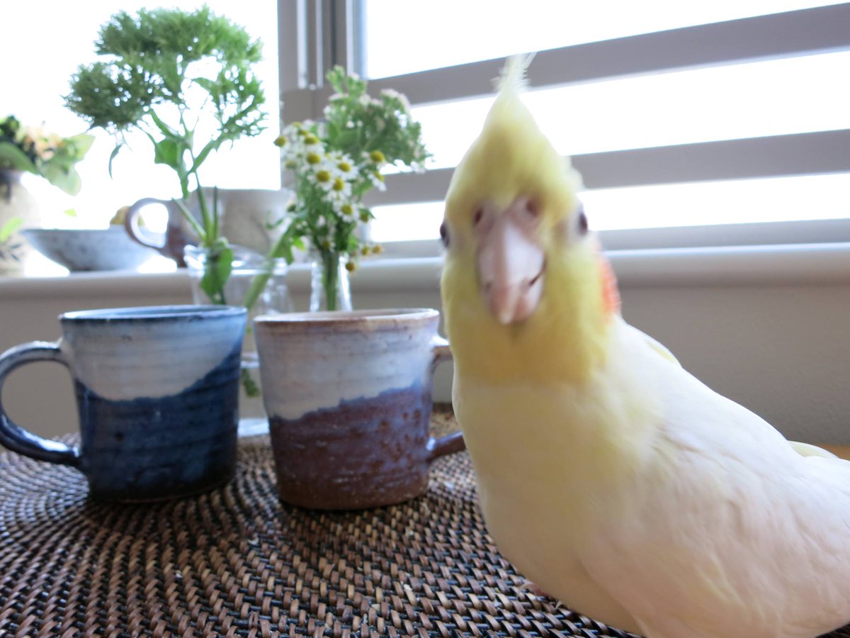 oka3150's tweet photo. #拡散希望　#迷子鳥　#オカメインコ　#東京都小金井市　#府中市天神町　おかちゃん、メス４歳。。まだ見つかりません。どこかで保護されて元気にしていることを願います。どんな情報でも心当たりのある方、ご連絡下さい。 http://t.co/B8C94IHGOF