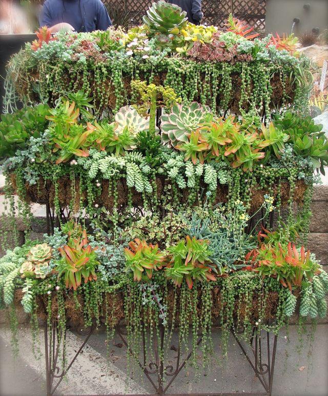 plant lover (@plantgoals) on Twitter photo 