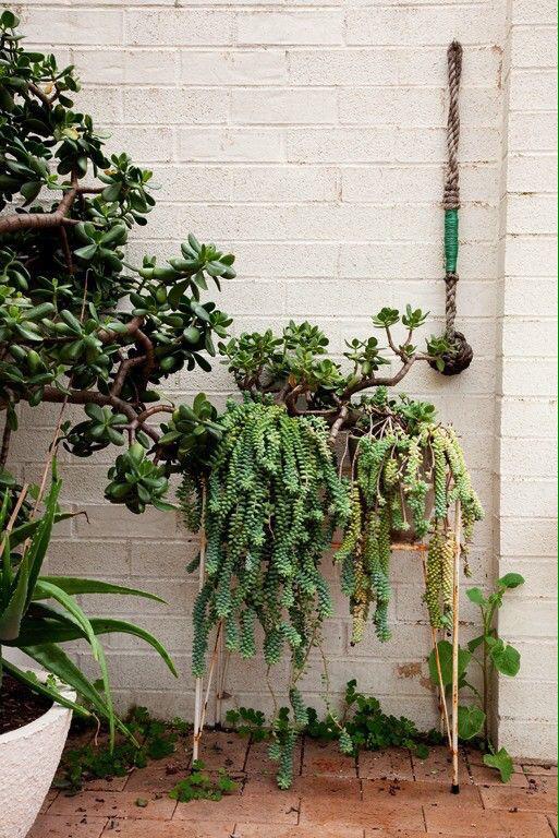 plant lover (@plantgoals) on Twitter photo 