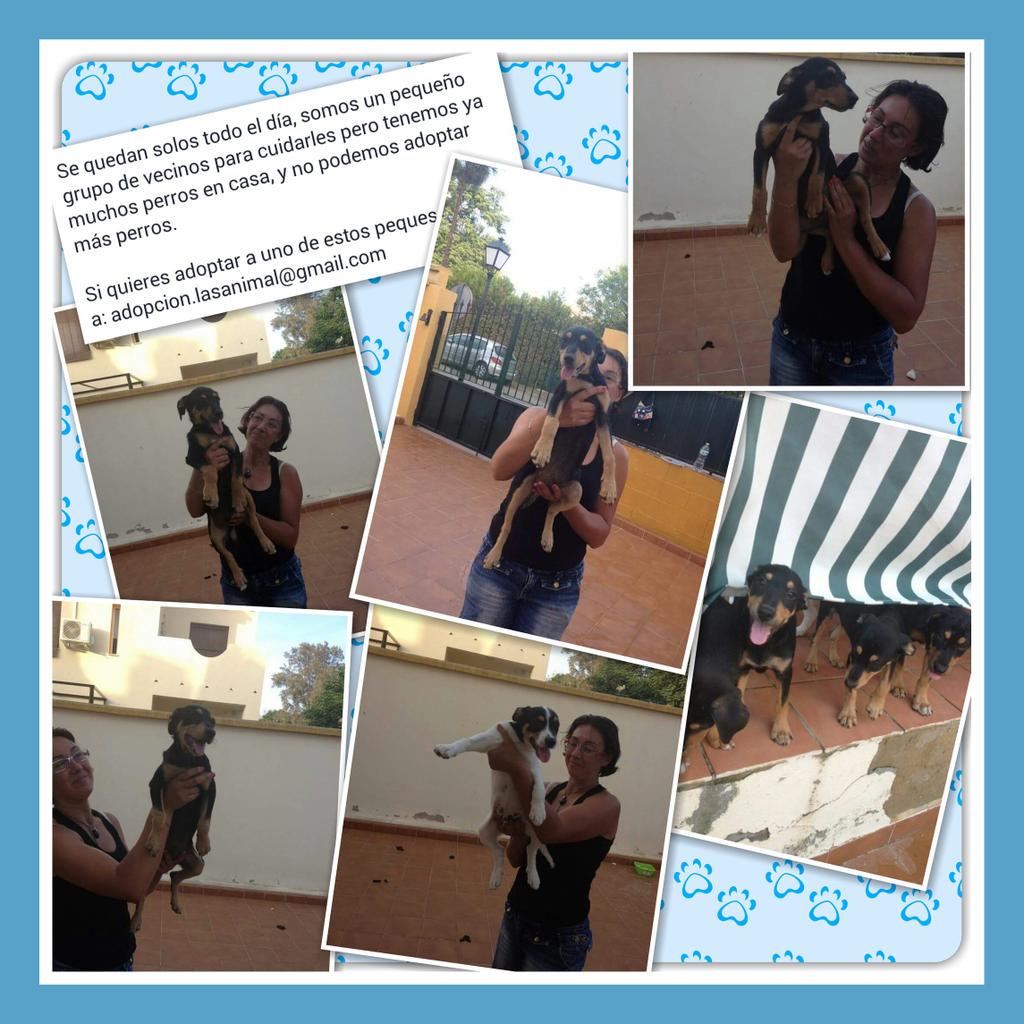LASAnimal's tweet photo. https://t.co/MlaRulCVLs Unos vecinos recogieron una bodeguera preñada, QUEDAN 5 CACHORROS POR ADOPTAR!! http://t.co/CYVawSOalx