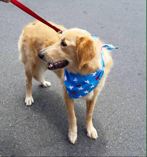 GoldenDogs_'s tweet image. #GoldenRetriever #GoldenDogs