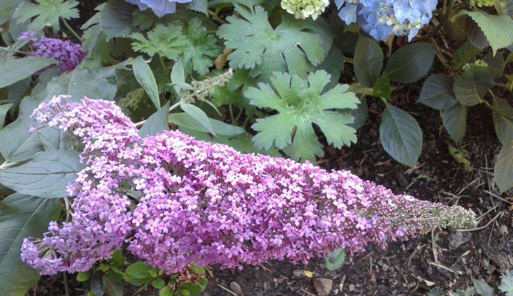 FlowersAndCards's tweet photo. The flowers on this buddliea are so big they're almost too heavy for the branches to hold up. #ButterflyMagnet http://t.co/R2EefPfWRC