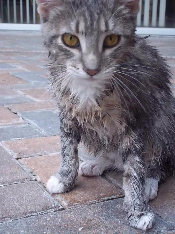 LillianAKALilly's tweet image. I&apos;ve learned my lesson now. #pooladventures #tbt #ThrowbackThursday