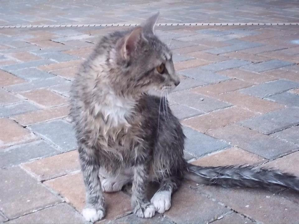 LillianAKALilly's tweet image. I&apos;ve learned my lesson now. #pooladventures #tbt #ThrowbackThursday