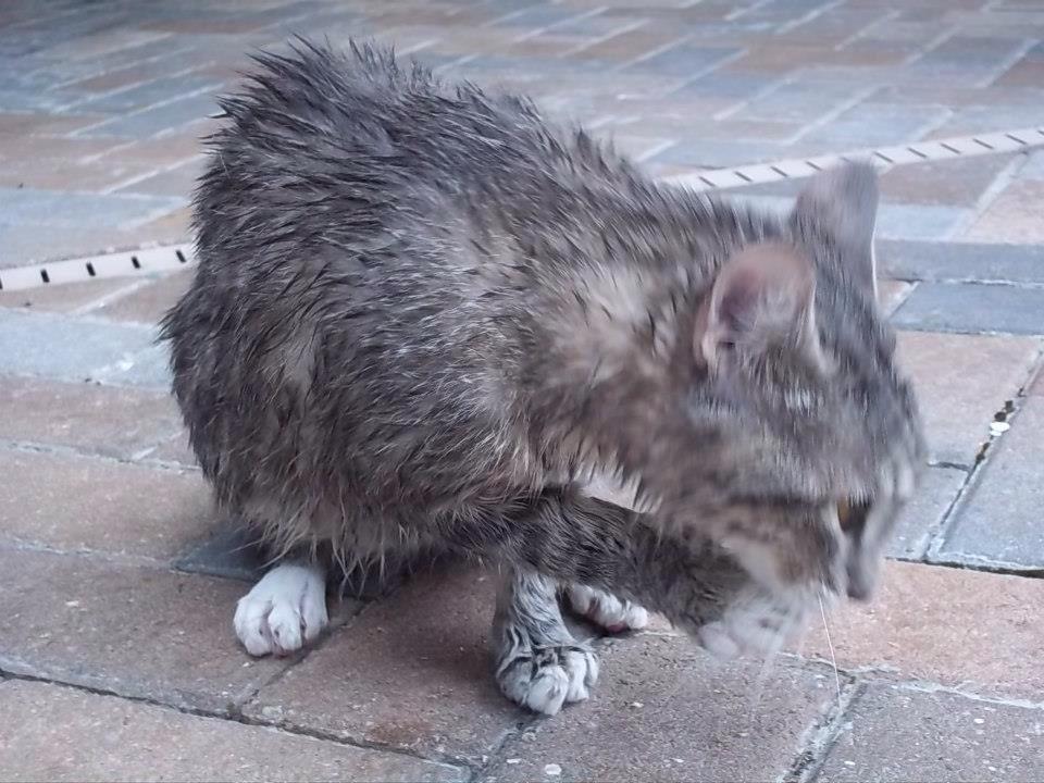 LillianAKALilly's tweet image. I&apos;ve learned my lesson now. #pooladventures #tbt #ThrowbackThursday