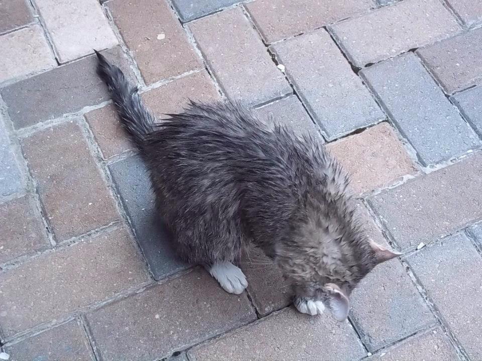 LillianAKALilly's tweet image. I&apos;ve learned my lesson now. #pooladventures #tbt #ThrowbackThursday