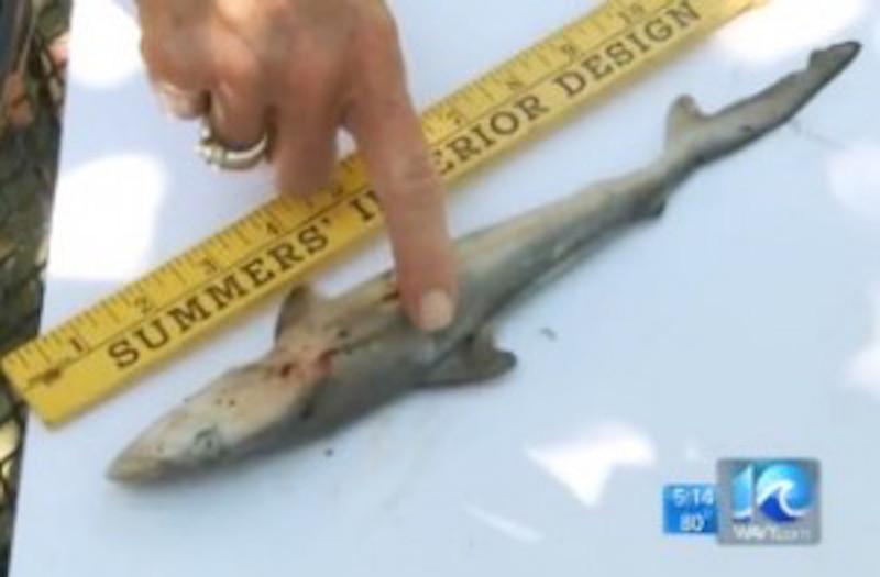 Mediaite's tweet photo. Life Imitates Sharknado: A Baby Shark Fell from the Sky in Virginia http://t.co/10XRgNb4dV (VIDEO) http://t.co/60ZDY38IKg