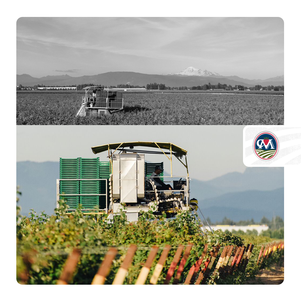 CurtMaberryFarm's tweet photo. Our machines harvesting red #raspberries. Beautiful Mount Baker and the North Cascades in the background. http://t.co/UnaguI4iAs
