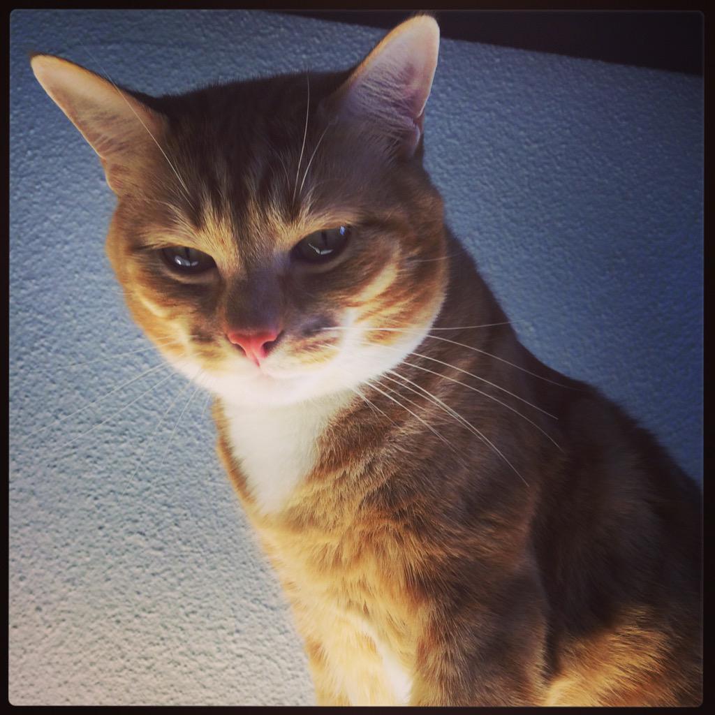 Cat_butternut's tweet photo. Hello #designdialoguesct http://t.co/n8AY22Qu1s