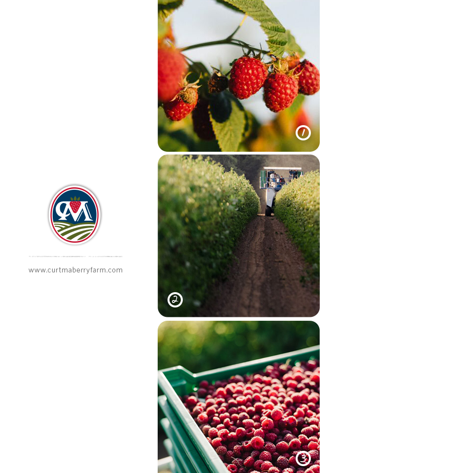 CurtMaberryFarm's tweet photo. 1-2-3-Raspberries! #raspberries #lynden #theprocess http://t.co/AnChRHz6bg
