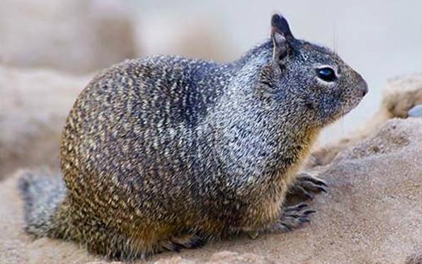 SanDiegoCounty's tweet photo. A ground squirrel trapped on Palomar Mountain has tested positive for plague. http://t.co/ksSaQs7oWN http://t.co/jDXAVBzLgA