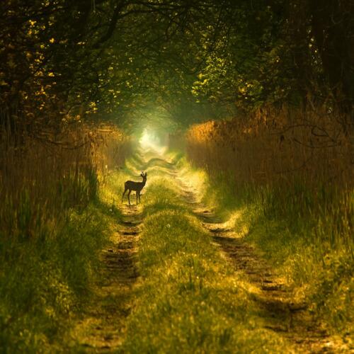 _Paisajes_'s tweet photo. Ciervo en un bosque de Polonia. http://t.co/hPq7nA2RDs