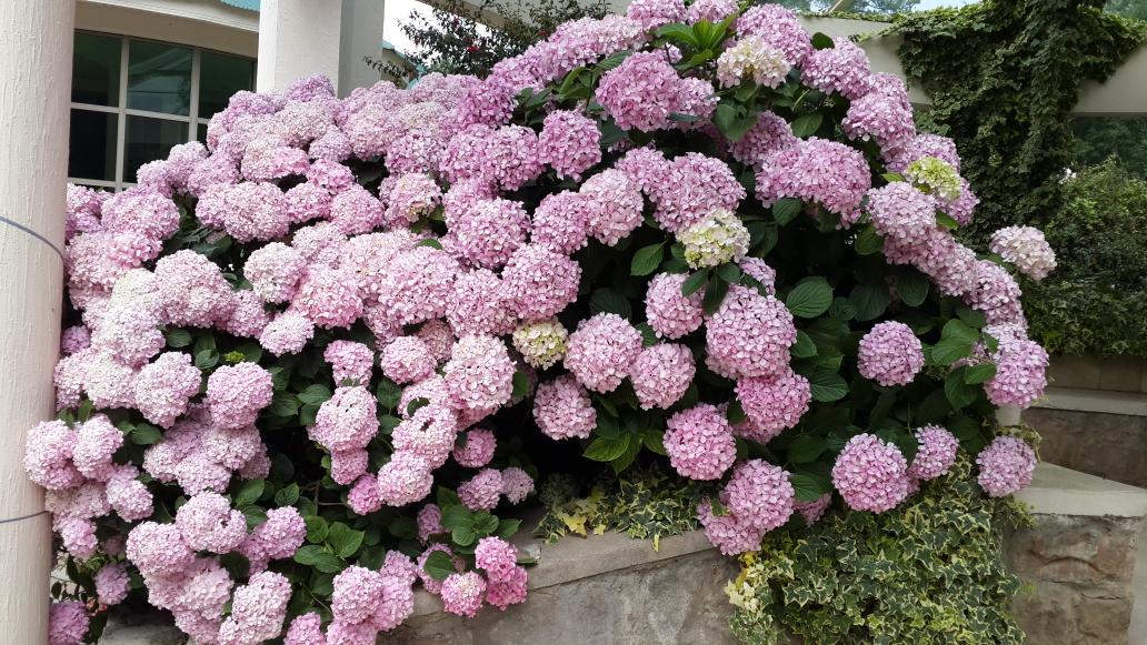 ali___khan's tweet photo. Flowers in full bloom
#Murree
#Hydrangea
#BeautifulMurree http://t.co/5YSzNccMPB