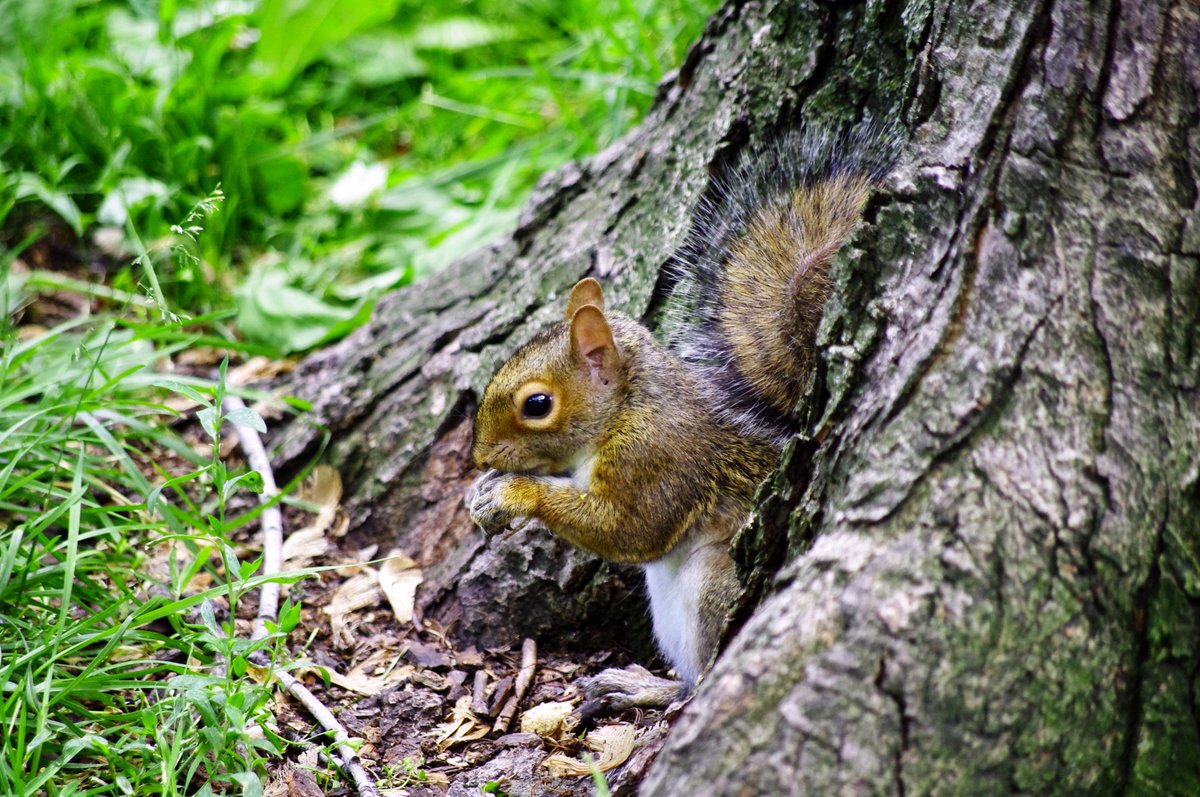 LeGite185's tweet photo. A deux pas du gîte, vous pouvez les apercevoir, les mascottes du parc Lafontaine! #Quebec #squirrel #Montreal #nature http://t.co/NX4XstsPzp