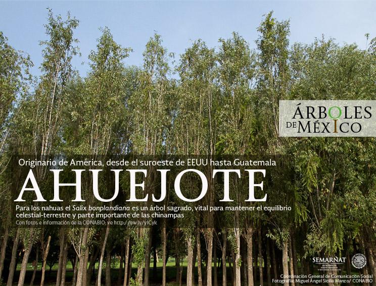 #Ahuejote, árbol sagrado y que da equilibrio a las chinampas, # ...