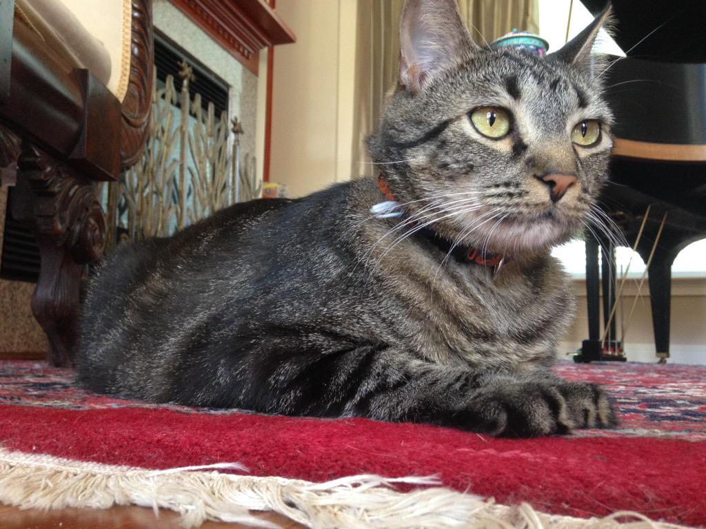 Sav_143's tweet photo. #KittenWeek #HarveyWeek #ApartmentTimeIsHarveyTime http://t.co/5Z3t6cuZCc