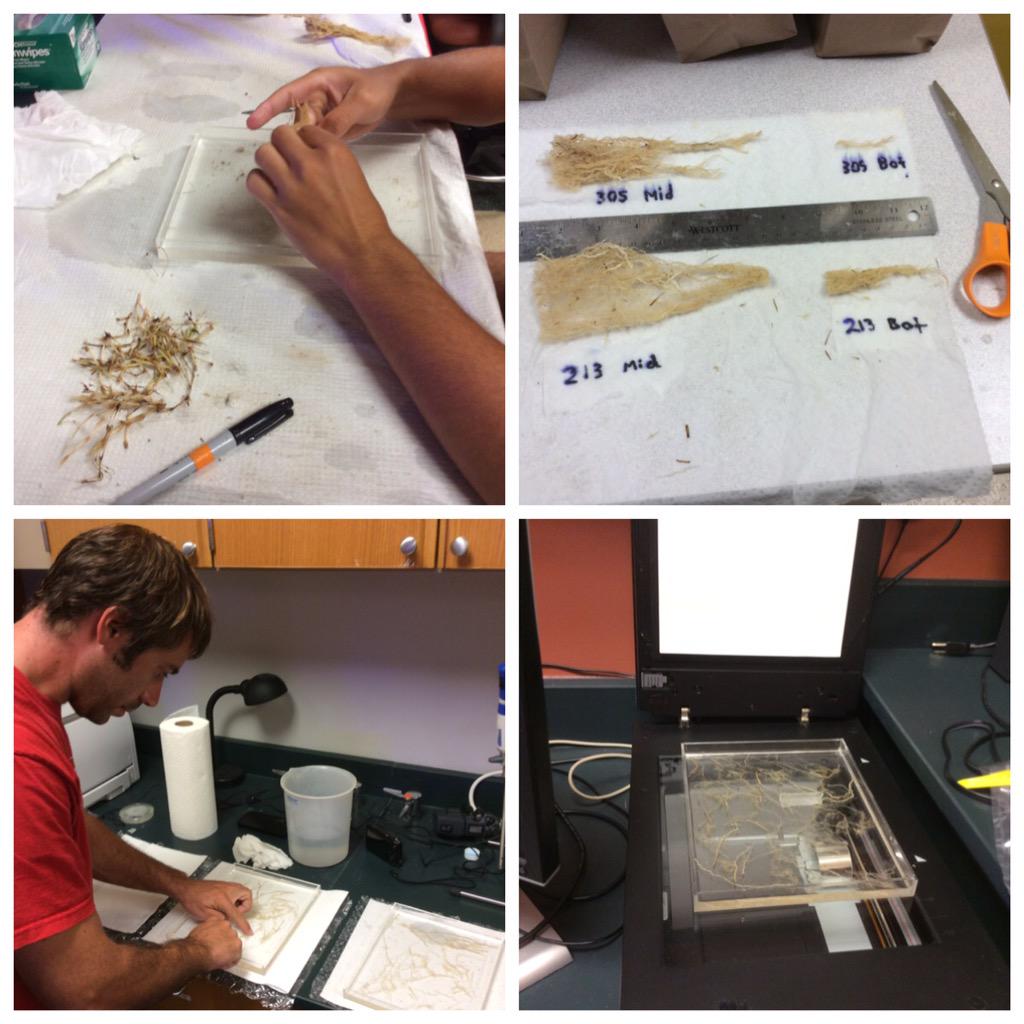 Sorochan's tweet image. Separating bermudagrass rhizomes &amp;amp; roots for #WinRHIZO analysis. #DedicatedStudents #TNTurf @UTturfgrass