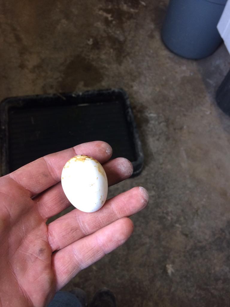 JakeandEggs's tweet photo. First egg from pullets!! Just over 2 weeks before they move to layer barn :) #farm365 #bovan http://t.co/KPr4qQFlsR