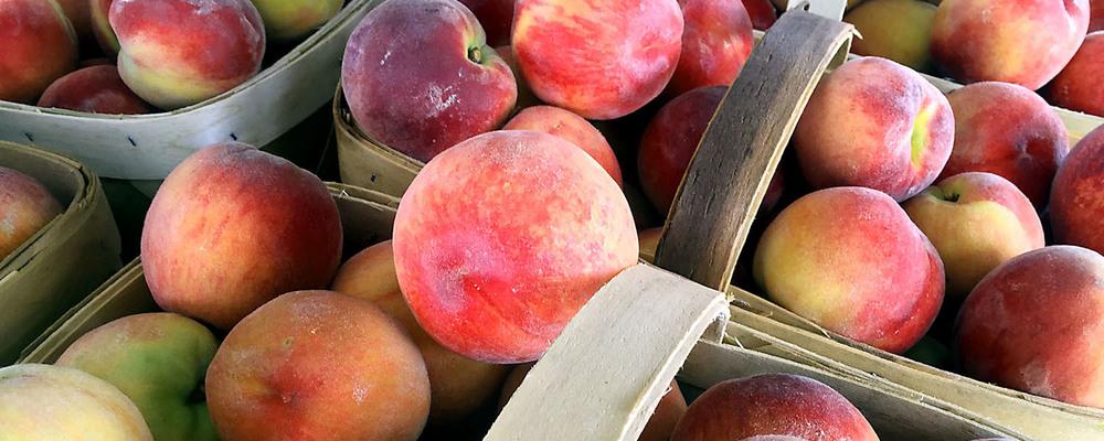 Our Pick-Your-Own Farm opens tomorrow, July 10! Come visit us! fishersorchard.com/locations/ #peaches