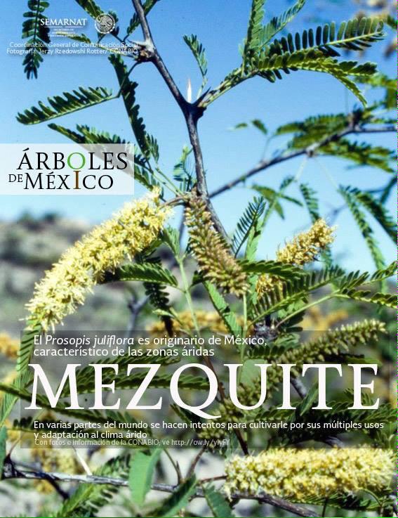 Dir_Ecologia's tweet photo. Día del Árbol http://t.co/CmNeHDnmiY
