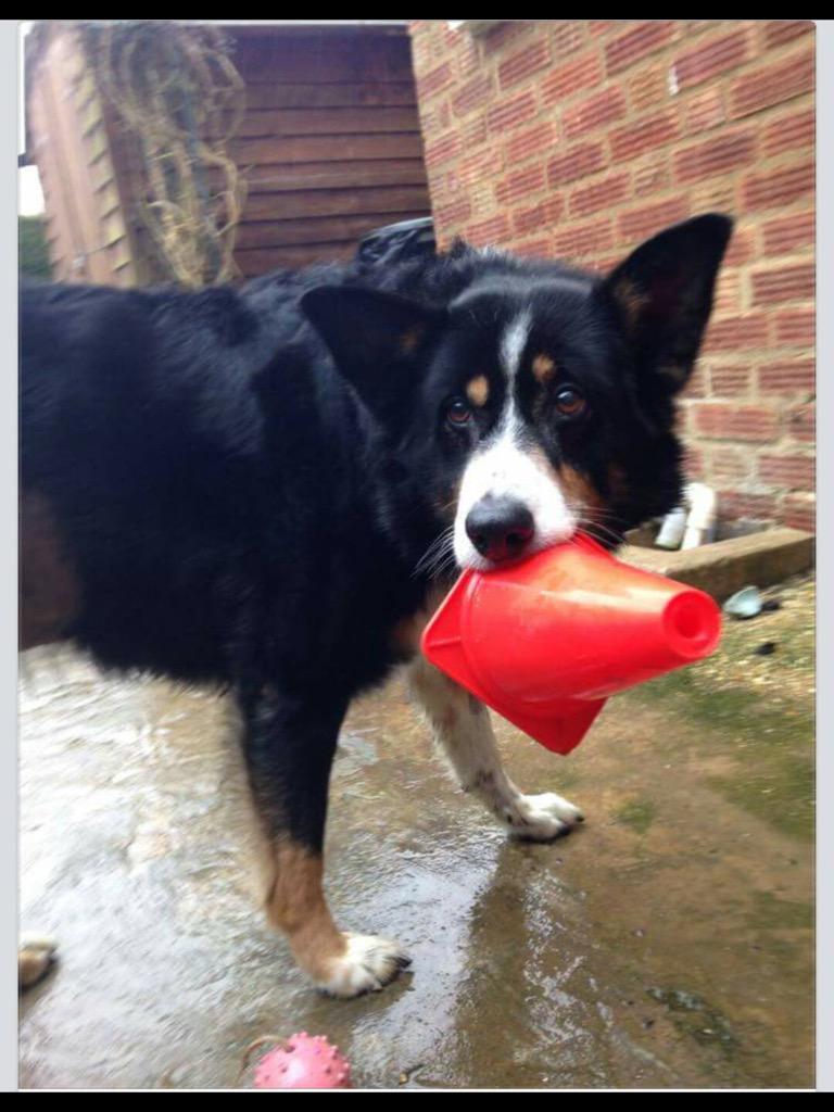 The_Animal_Team's tweet photo. #PaulO'Grady fans join #auctionsite http://t.co/e15QDcdRKx bid on this great #item money raised goes to#treatKal http://t.co/mCOuCLUiBG