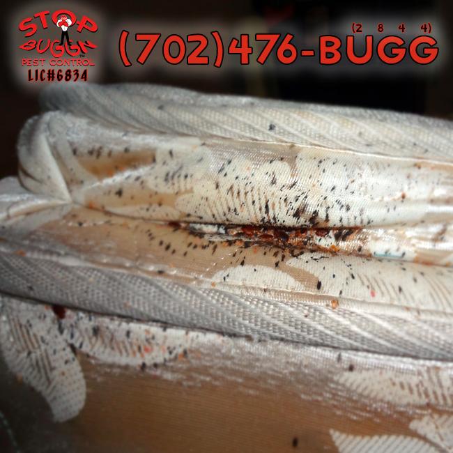 StopBuggn's tweet image. Removing #BedBugs is a complete #PestControl program for your entire home. Learn More Here: stopbuggn.com/news/removing-…