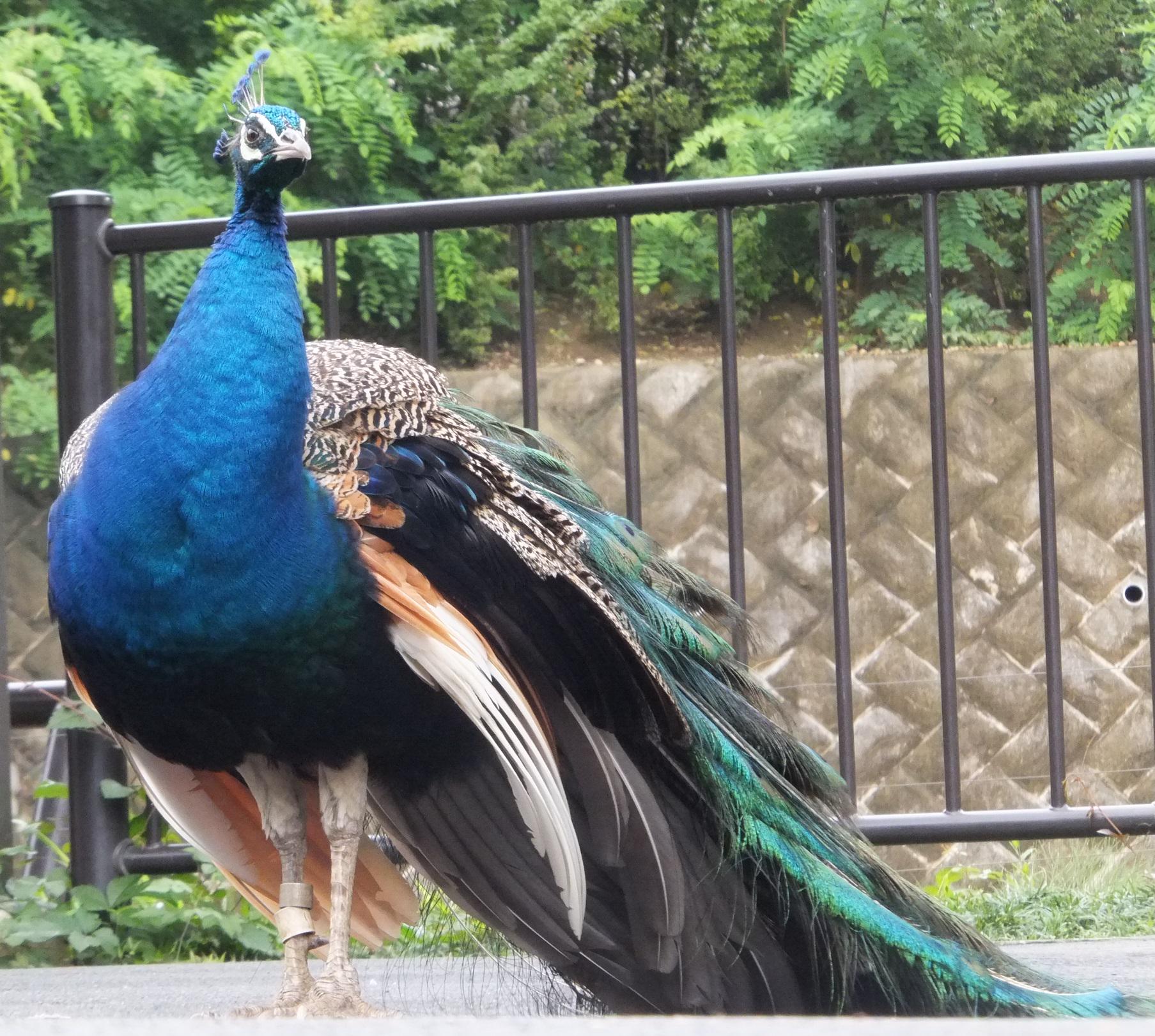 Twitter 上的 多摩動物公園 公式 おはようございます 多摩動物公園 開園いたしました 2羽のインドクジャクが園内 放し飼いにされています とてもきれいです 調 Http T Co Uctut7q5ml Twitter