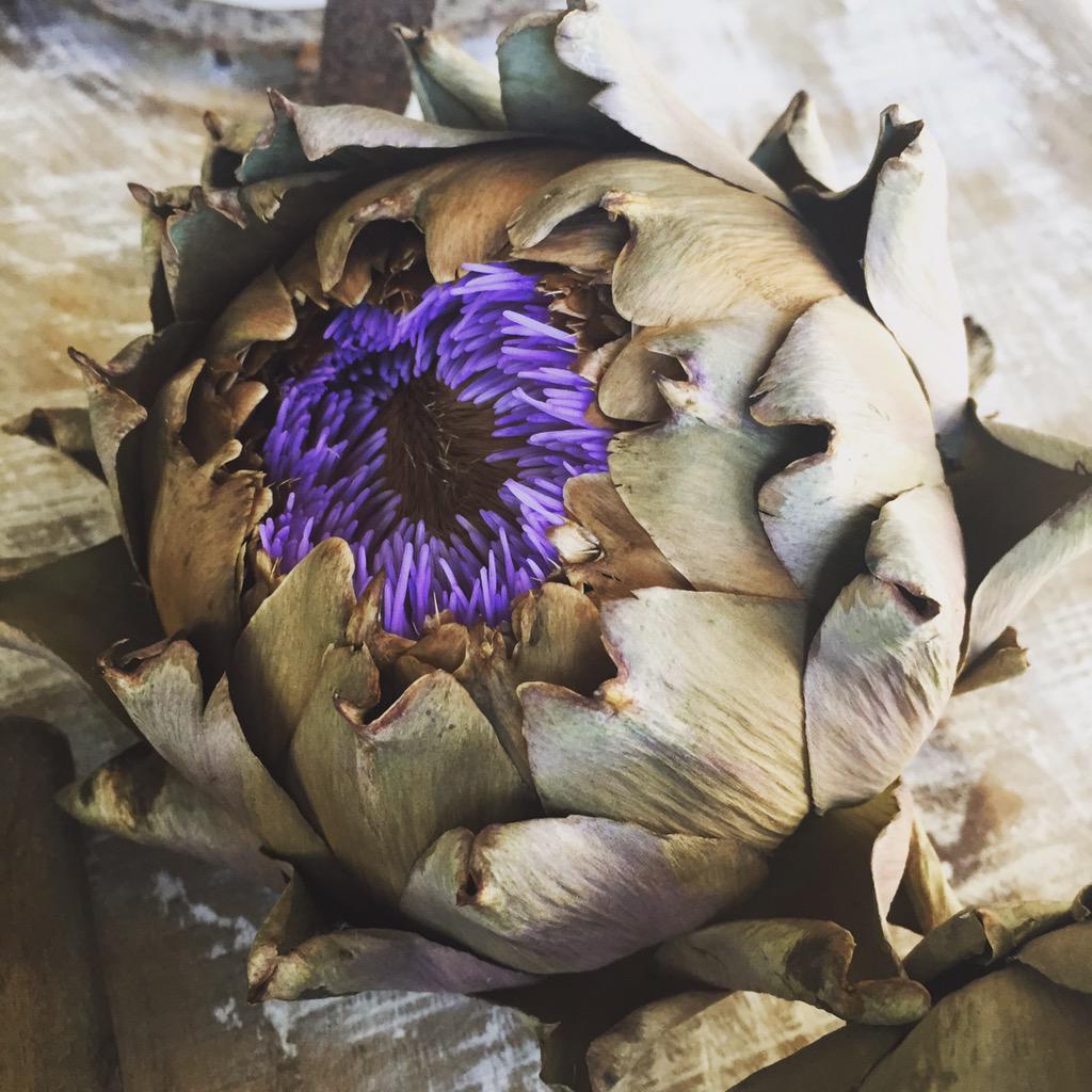 Old dried artichoke turns purple! What is this?