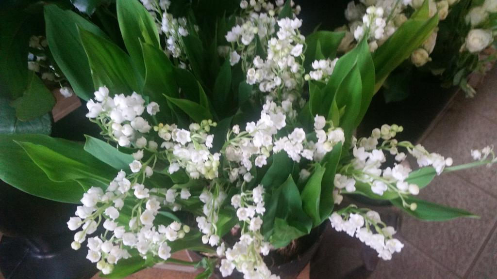 <a href="/dillysflorist/">Jo Dillworth</a> shop smelling gorgeous #lillyofthevalley#