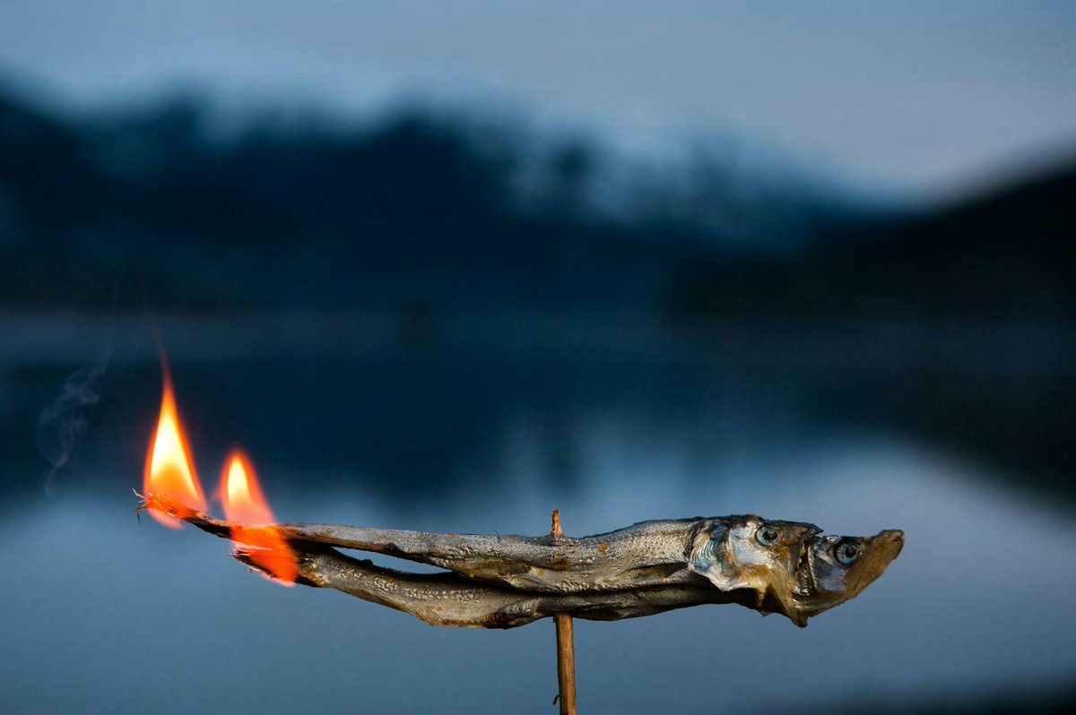 UBCIC's tweet photo. ‘Salvation Fish’ That Sustained Native People Now Needs Saving http://t.co/QONd4Ycy8y #eulachon #oolichan #candlefish http://t.co/hn454etUcC