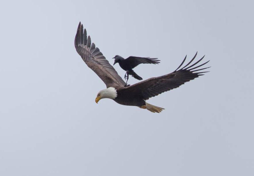 شاهد..غراب يهبط على ظهر طائر النسر الامريكى..ويحلق فوقه بمشهد يستعصي  CJgWi-tWIAACi2x