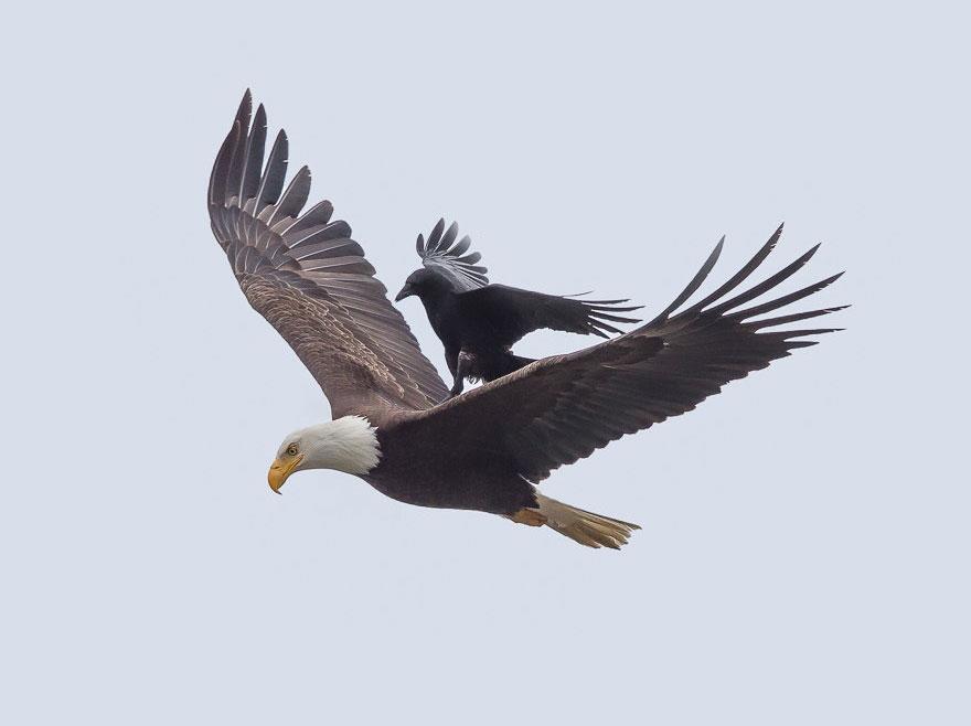 شاهد..غراب يهبط على ظهر طائر النسر الامريكى..ويحلق فوقه بمشهد يستعصي  CJgWjP0WgAAdEyX