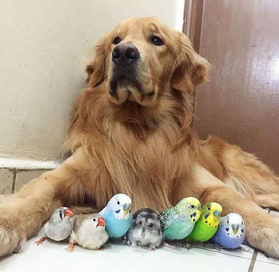 كلب و8 عصافير وفأر يصبحون أفضل أصدقاء  CJgYsXvUEAApy3v
