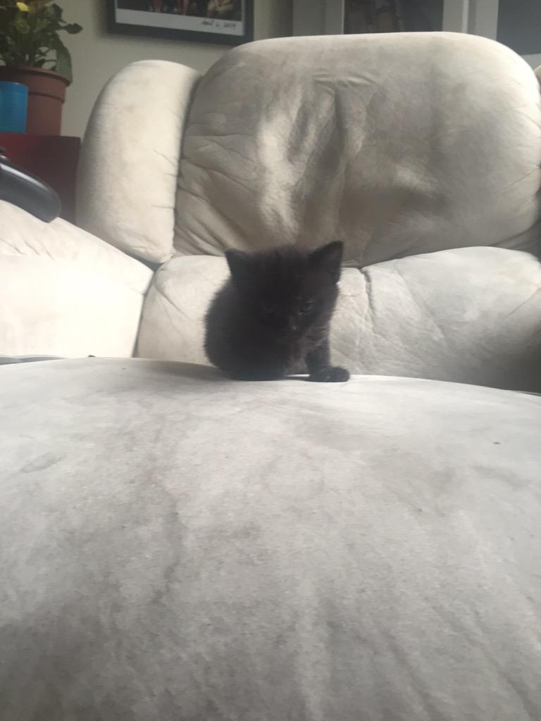 OthersLikeTank's tweet image. Squeakers, abandoned with his week old litter mates! Help spread word of #OthersLikeTank to help animals like him!