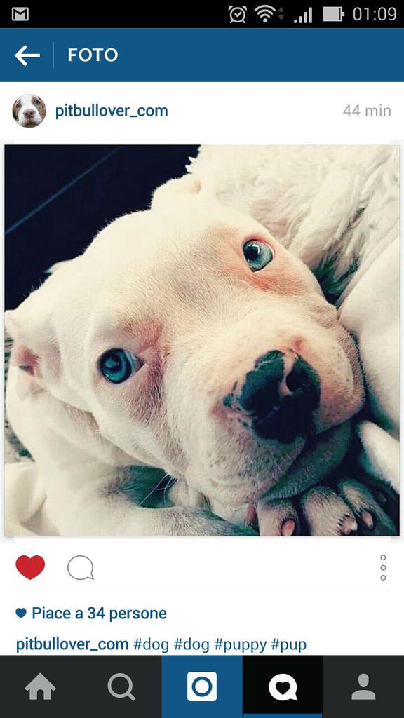 I Love Pitbulls tweet media