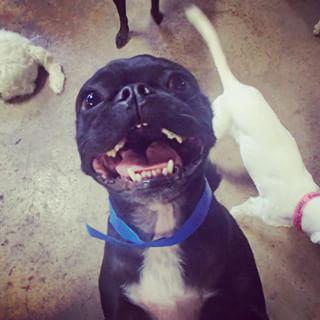 Joy_PhotoCam's tweet photo. Everybody scream! Tomorrow's Friday! #turnup #doguroo #pug #dogdaycare #weekend http://t.co/rkEBkVafxx http://t.co/5KTsnI0Jil