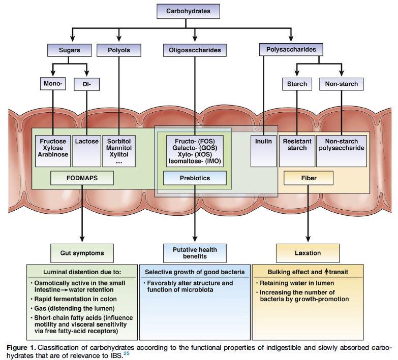 MonashFODMAP's tweet image. Comprehensive diagram when #FODMAPs are absorbed in the small intestine by Gibson et al. 2015 bit.ly/1zyrHhp