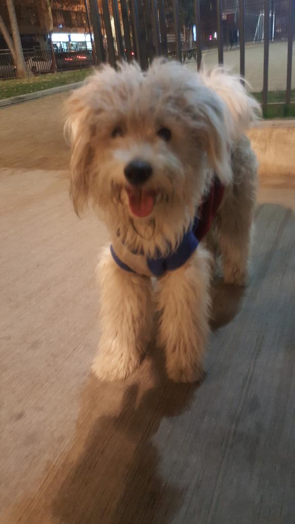 RodrigoGallina's tweet image. Perro perdido blanco en sta isabel con vicuña