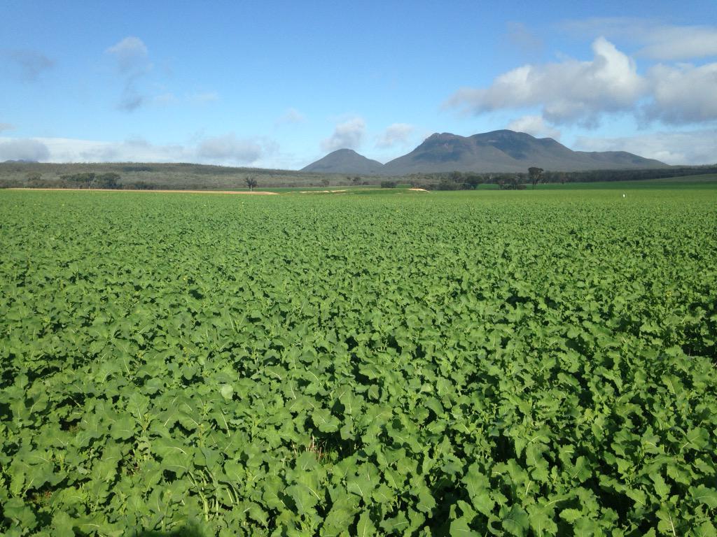 paper_collar's tweet image. #scarygood @FarmerTonyWhite @KellyPearce7