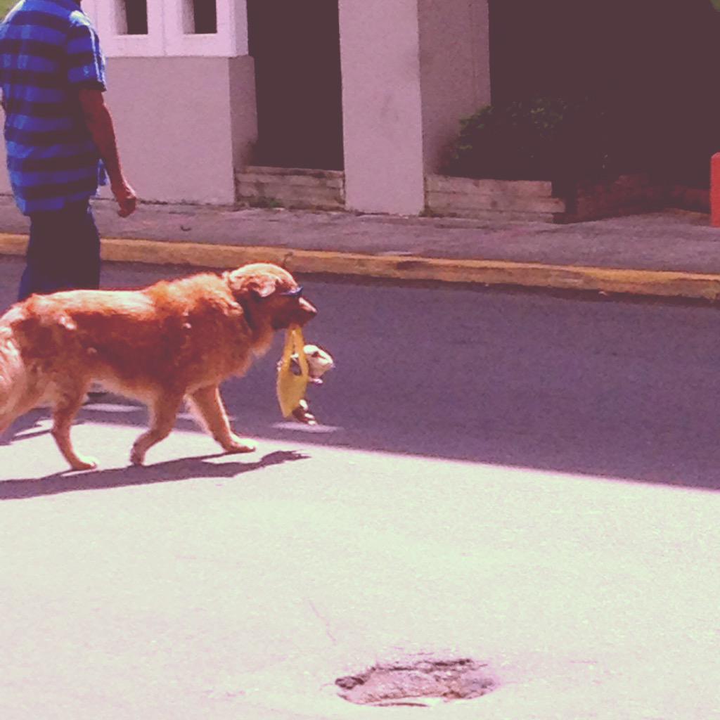 Favor de no olvidarnos del perro que calga un hamster en Cayey junto a su dueño 🚨🚨🚨🚨