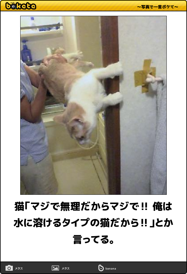 Uzivatel ボケて Bokete 公式 Na Twitteru 猫 マジで無理だからマジで 俺は水に溶けるタイプの猫だから とか言ってる ボケて Http T Co Ri6toijqvf Http T Co Qzahwg3izt