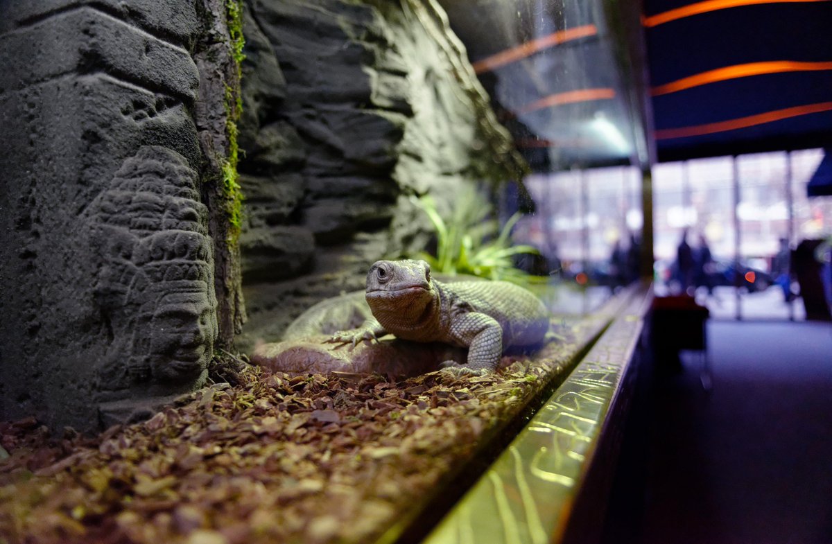 Ce week-end, venez lézarder au #PiscoBar ! Nos mascottes vous tiendront compagnie !
#1K #Paris #Summer2015