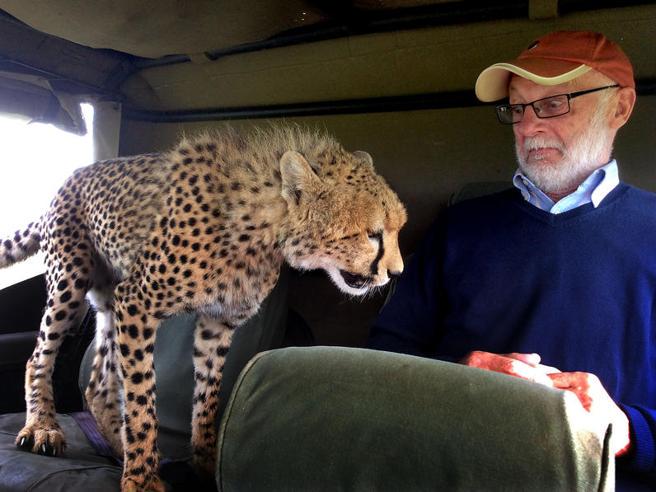Safari con sorpresa: il balzo  del ghepardo dentro la jeep Faccia a faccia da brividi ... goo.gl/0Euxmq