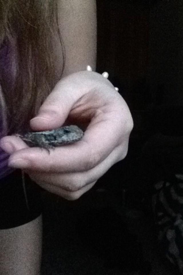 Lolly the Lizard 🐊😍😅