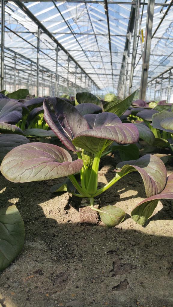 twanvdberg's tweet photo. De Red Choi van @BergGeert is er bijna! #smaakvol #elegant http://t.co/mRaSUJeLmL