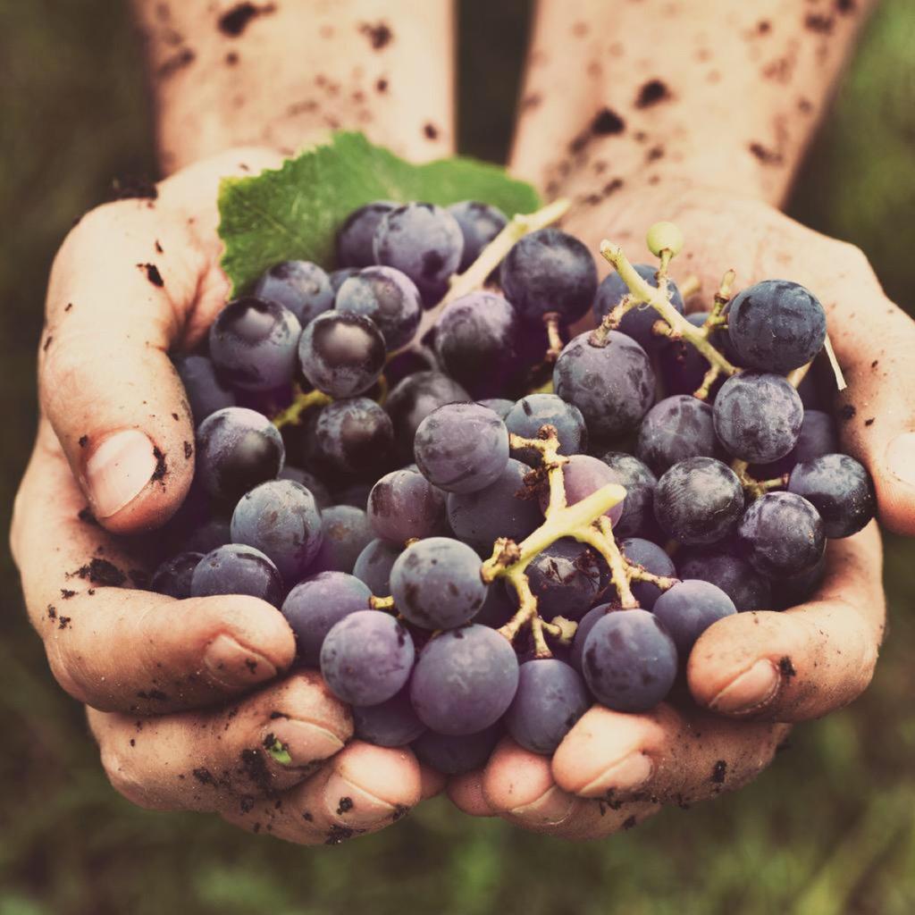 The Wine Wankers 🍾🤛🎉🥂 (@winewankers) on Twitter photo The most expensive bunch of grapes in the world sold for $315/grape #wine fandw.me/1HR69FB  RT <a href="/DemiCassiani/">Demi Cassiani</a> The most expensive bunch of grapes in the world sold for $315/grape #wine fandw.me/1HR69FB  RT <a href="/DemiCassiani/">Demi Cassiani</a>