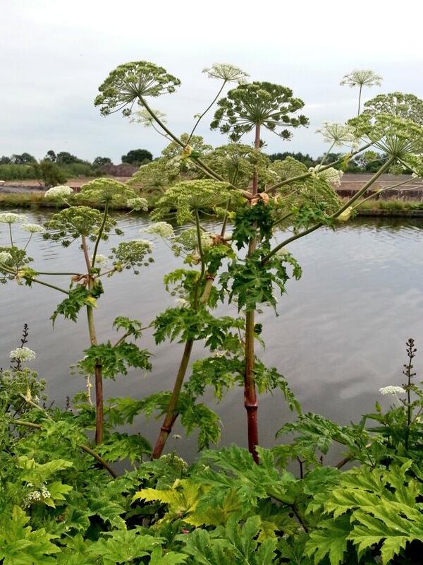 Hearing a Child has been Hospitalised after touching poisonous Giant Hog Weed in the area of St Aidens Woodlesford